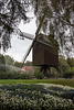 20140926 5438VRAw [D~SFA] Bockwindmühle, Vogelpark, Walsrode