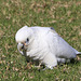 Little Corella