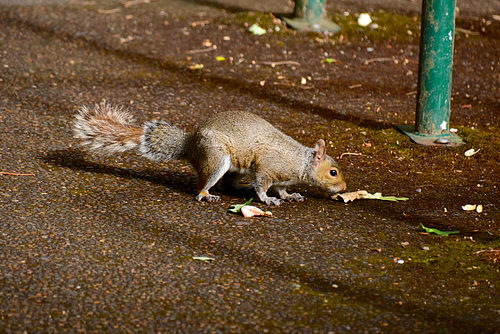 USA 2016 – Portland OR – Squirrel