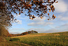 Walking over The Drumbles in Autumn