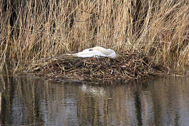 Nesting Swan