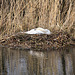 Nesting Swan