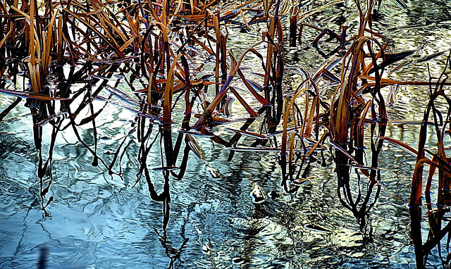 Reeds and Grasses 2