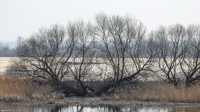 20190406 4487CPw [D~BK] Silber-Weide (Salix alba), Alte Elbe, Rogätz