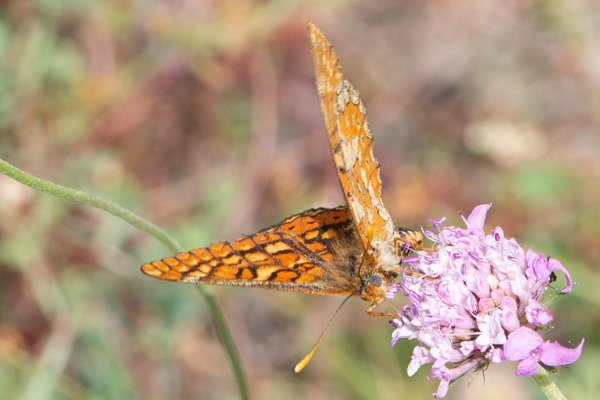 Marsh Fritillary-DSA1404