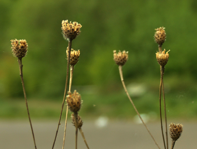 Dried Things!!