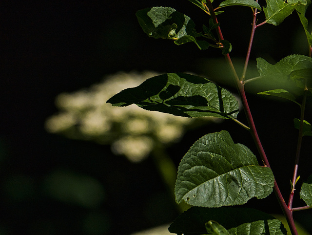 Licht und Schatten