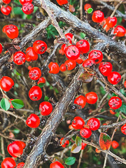 Cotoneaster berries