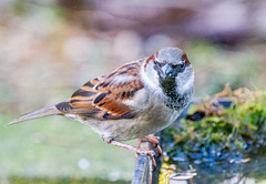 Sparrow