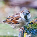 Sparrow