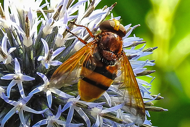 20210802 2338CPw [D~LIP] Hornissen-Schwebfliege (Volucella zonaria), Kugeldistel (Echinops babaticus), Bad Salzuflen