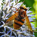 20210802 2338CPw [D~LIP] Hornissen-Schwebfliege (Volucella zonaria), Kugeldistel (Echinops babaticus), Bad Salzuflen