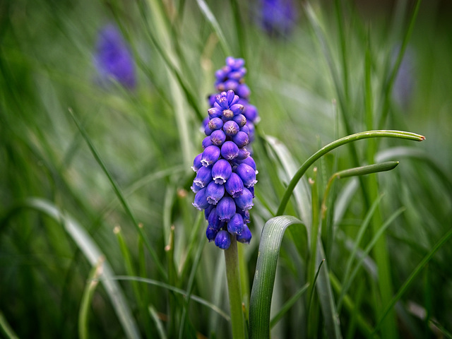 Grape Hyacinth