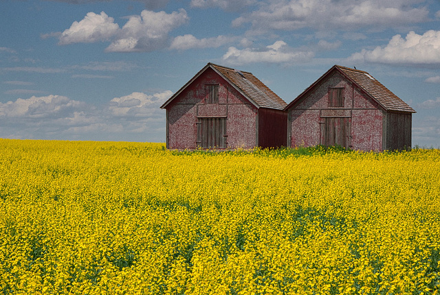 red sheds