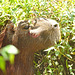 IMG 0289malecapybara