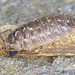 EF7A7040woodlouse