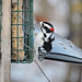 Downy Woodpecker