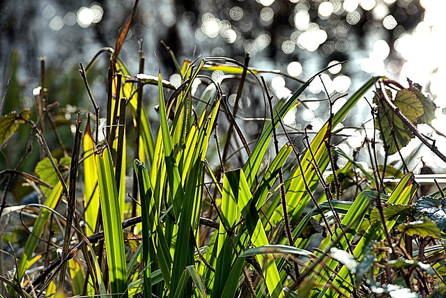 Reeds and Grasses 1