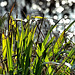 Reeds and Grasses 1