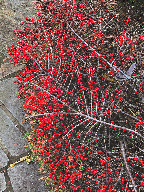 Cotoneaster berries