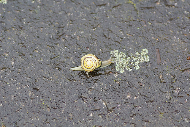 Bänderschnecke auf nassem Weg im Januar