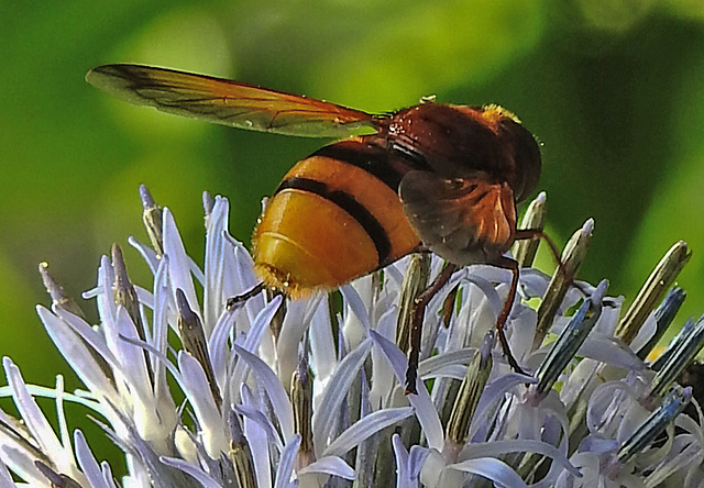 20210802 2339CPw [D~LIP] Hornissen-Schwebfliege (Volucella zonaria), Kugeldistel (Echinops babaticus), Bad Salzuflen