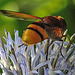 20210802 2339CPw [D~LIP] Hornissen-Schwebfliege (Volucella zonaria), Kugeldistel (Echinops babaticus), Bad Salzuflen