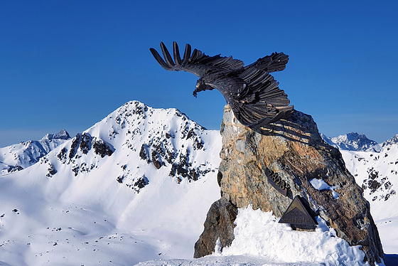 Bearded Vulture (3 PiP)