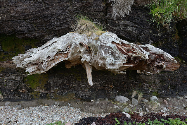 Very, very old tree root in peat.