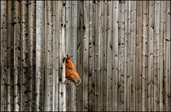 Bretterwand mit Ausblick