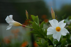 Mandevilla sanderi 'Pearl'