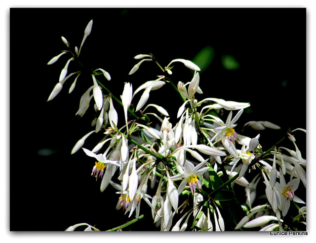 Branches of White.