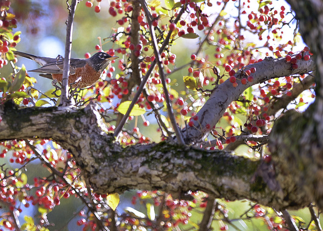 birdwithberries-text