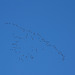 Skein of Pink-Footed Geese