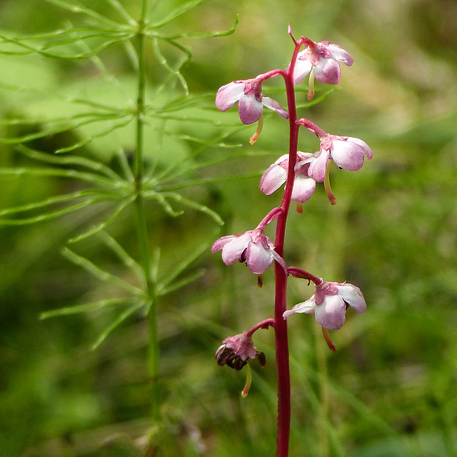 Pink Wintergreen / Pink Pyrola / Pyrola asarifolia