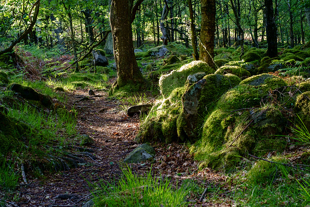 The path through the wood