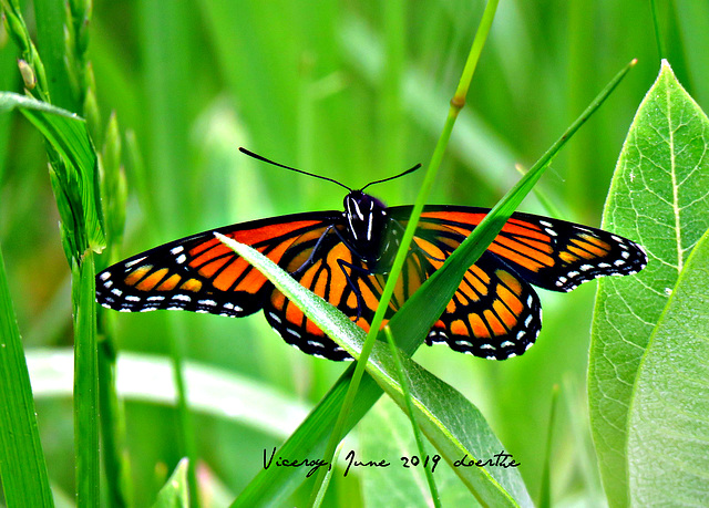 Viceroy (Limenitis archippus)