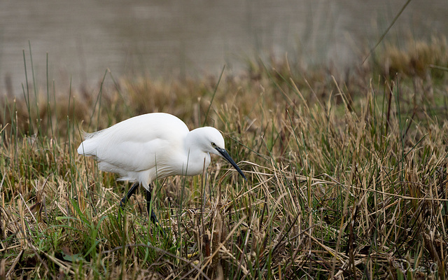 Egret