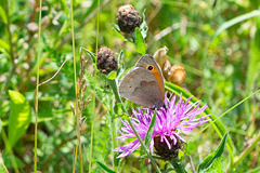 Meadow Brown-DSD1801