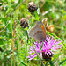 Meadow Brown-DSD1801