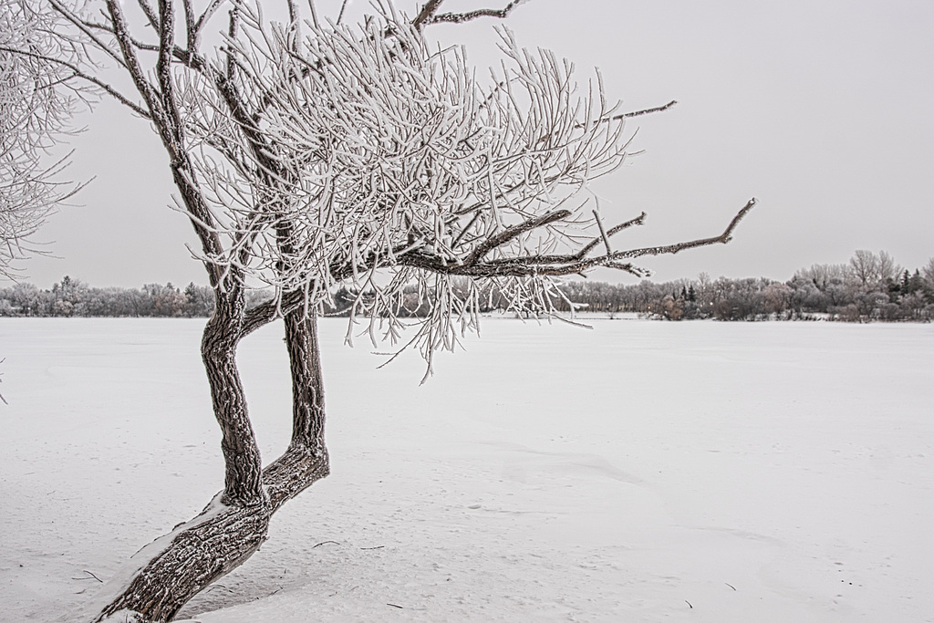 rime frost-Wascana Lake 2