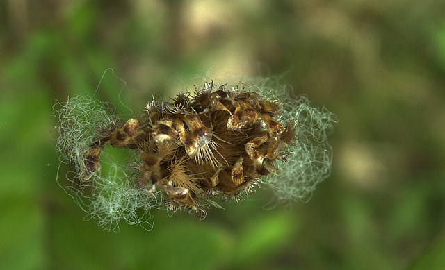 Dried Things!!