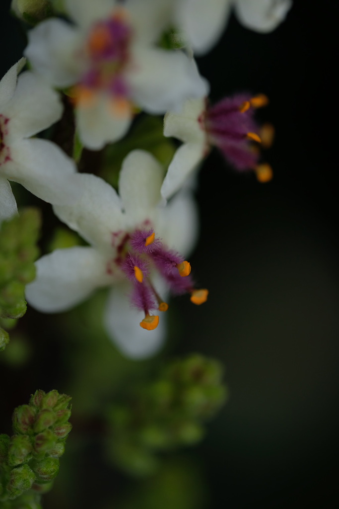 DSCF0816