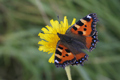 Small Tortoiseshell