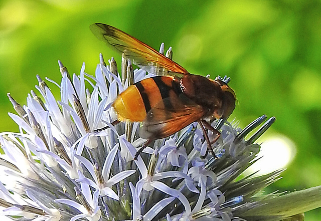 20210802 2340CPw [D~LIP] Hornissen-Schwebfliege (Volucella zonaria), Kugeldistel (Echinops babaticus), Bad Salzuflen