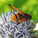 20210802 2340CPw [D~LIP] Hornissen-Schwebfliege (Volucella zonaria), Kugeldistel (Echinops babaticus), Bad Salzuflen