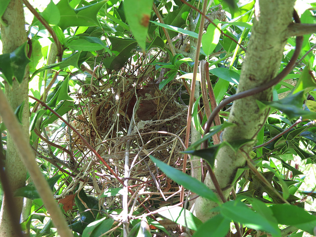 Empty cardinal nest