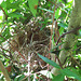 Empty cardinal nest