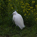 EF7A3808 Cattle Egret