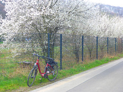 Rast unter blühenden Bäumen - Wildpflaume - paŭzo sub florantaj arboj